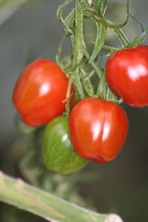 produken